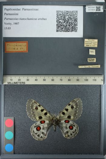 Media type: image;   Entomology 174919